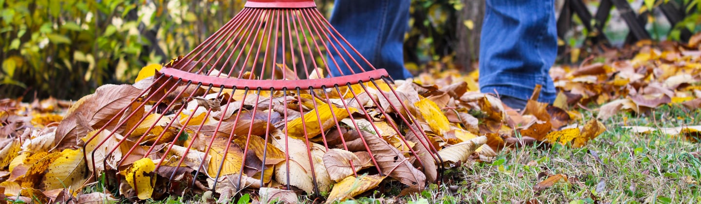 Home owner on lawn gathering yard waste