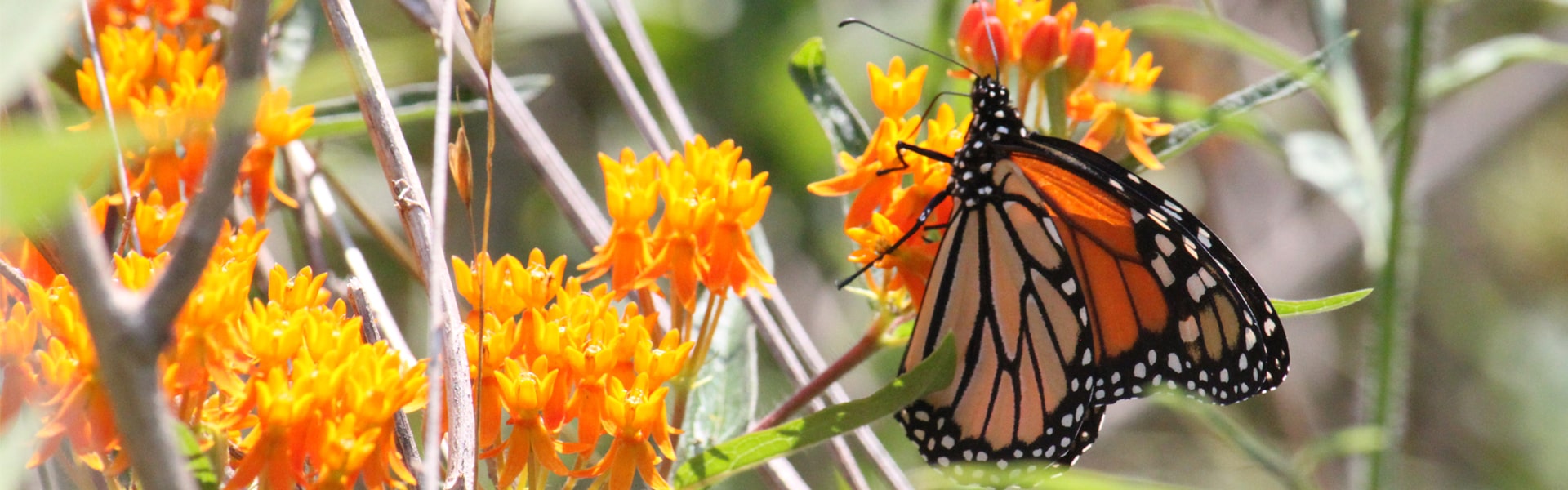 Monarch Butterfly In Field Of Yellow And Orange Flowers